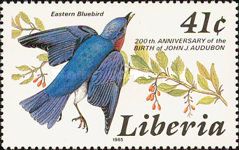 Eastern Bluebird (Sialia sialis)