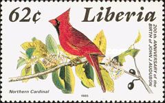 Northern Cardinal (Cardinalis cardinalis)