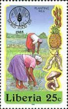 Planting Rice