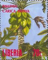 Pawpaw (Carica papaya)