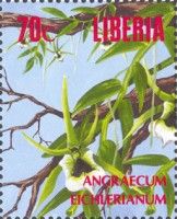 Angraecum eichlerianum