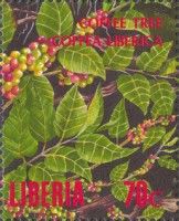 Coffee Tree (Coffea liberica)