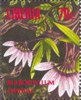 Bulbophyllum lepidum