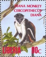 Diana Monkey (Cercopithecus diana)