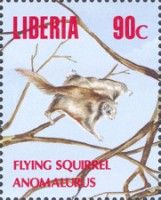 Flying Squirrel sp. (Anomalurus sp.)