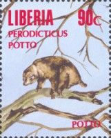 West African Potto (Perodicticus potto)