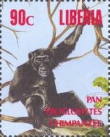 Chimpanzee (Pan troglodytes)