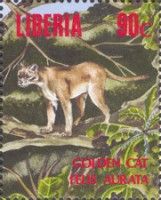African Golden Cat (Profelis aurata)