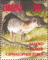 Zebra Duiker (Cephalophus zebra)