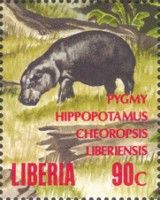 Pygmy Hippopotamus (Choeropsis liberiensis)