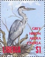Grey Heron (Ardea cinerea)