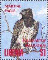 Martial Eagle (Polemaëtus bellicosus)