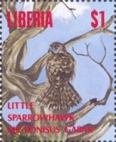 Little Sparrowhawk (Micronisus gabar)