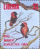 Northern Red Bishop (Euplectes franciscanus)