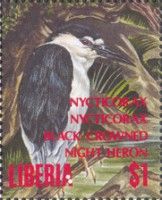 Black-crowned Night-heron (Nycticorax nycticorax)
