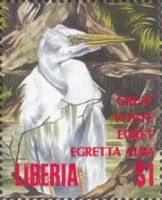 Intermediate Egret (Egretta intermedia)