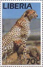 Cheetah (Acinonyx jubatus)
