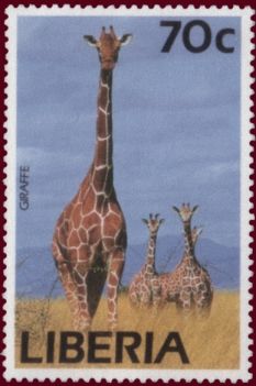 Giraffe (Giraffa camelopardalis)