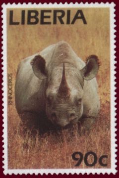 Black Rhinoceros (Diceros bicornis)