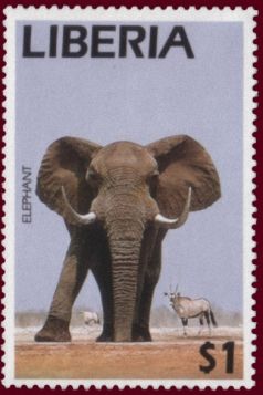 African Elephant (Loxodonta africana)