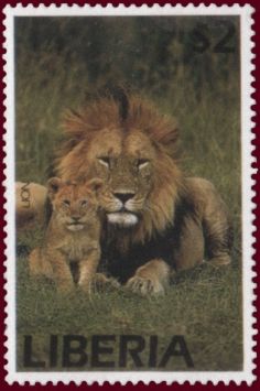 Lion (Panthera leo)
