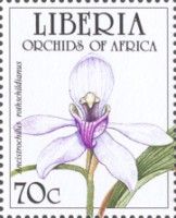 Ancistrochilus rothschildianus