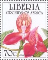 Disa uniflora