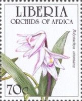 Polystachya ottoniana