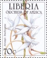 Aerangis brachycarpa