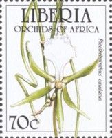 Plectrelminthus caudatus