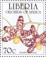 Ansellia africana