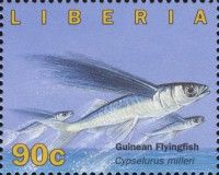 Guinean Flyingfish (Cheilopogon milleri)