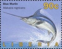 Blue Marlin (Makaira nigricans)