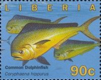 Common Dolphinfish (Coryphaena hippurus)