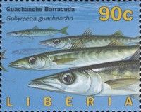 Guachanche Barracuda (Sphyraena guachancho)