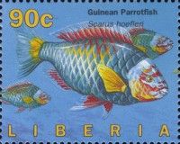 Guinean Parrotfish (Scarus hoefleri)