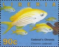 Cadenat's Chromis (Chromis cadenati)