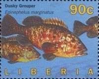 Dusky Grouper (Epinephelus marginatus)