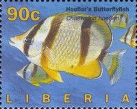 Four-banded Butterflyfish (Chaetodon hoefleri)