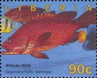 African Hind (Cephalopholis taeniops)