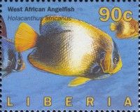 West African Angelfish (Holacanthus africanus)