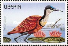 African Jacana (Actophilornis africanus)