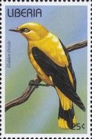 Eurasian Golden Oriole (Oriolus oriolus)