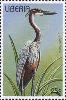Goliath Heron (Ardea goliath)