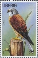 Common Kestrel (Falco tinnunculus)