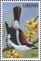 Woodchat Shrike (Lanius senator)