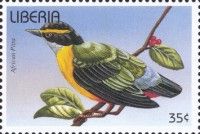 African Pitta (Pitta angolensis)