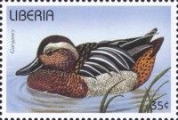 Garganey (Anas querquedula)