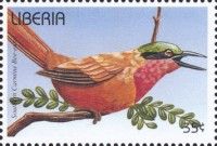 Southern Carmine Bee-eater (Merops nubicoides)