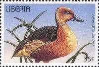 Fulvous Whistling Duck (Dendrocygna bicolor)